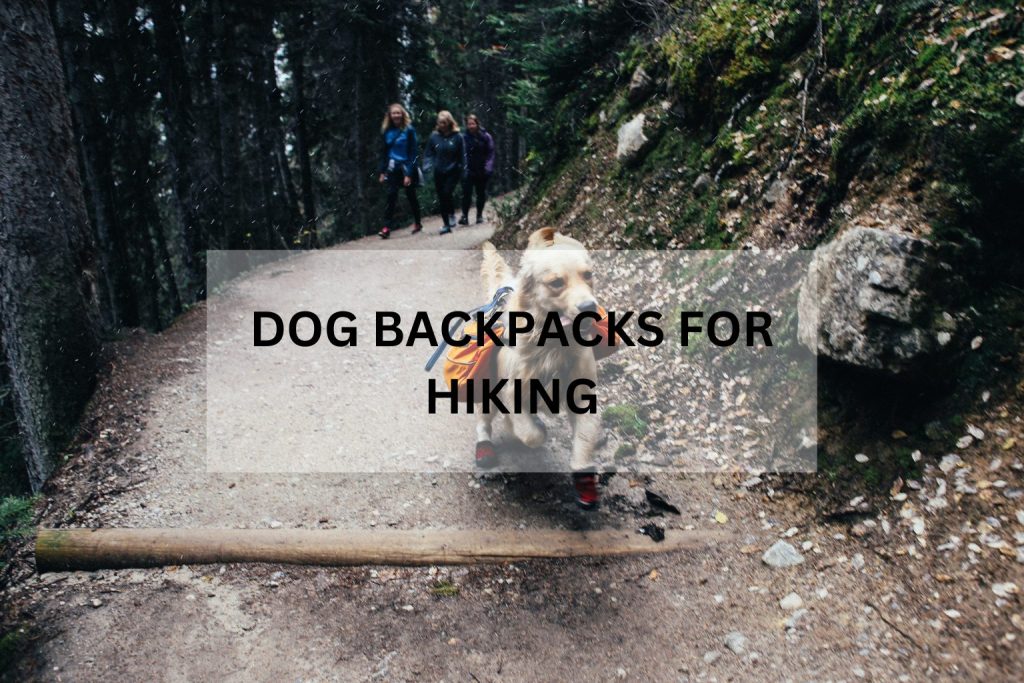 12 best dog backpacks for hiking